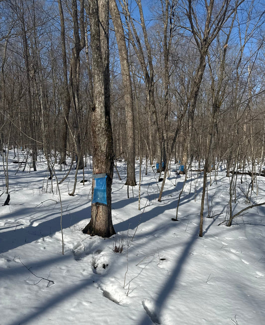 Maple tree with sap tap and collection bag during Wisconsin maple syrup season