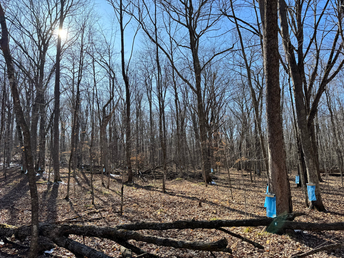 From Forest to Cup: Wisconsin Maple Syrup, Fika Spice, and a Regenerative Farm-to-Table Future